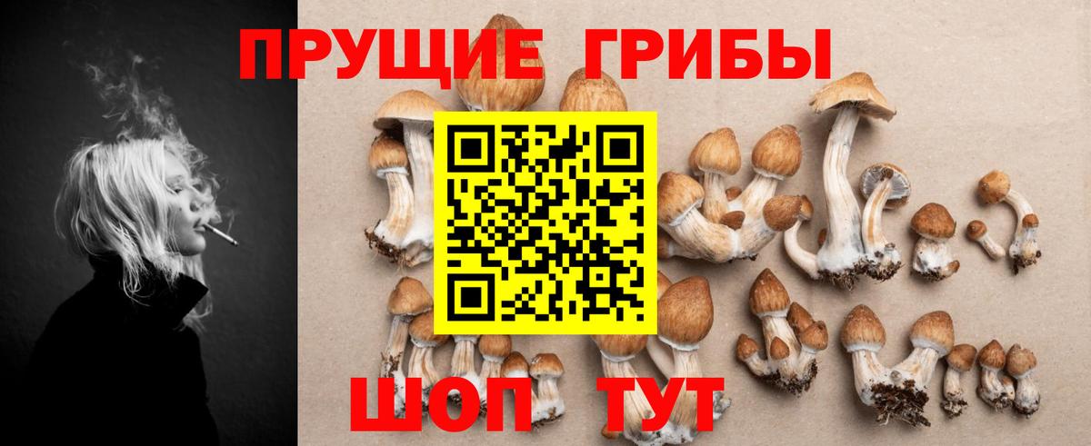 Галлюциногенные грибы Psilocybine cubensis Тверь
